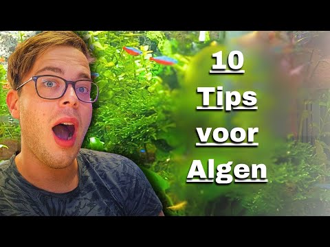 Doe deze 10 dingen om algen te voorkomen (HET WERKT!)