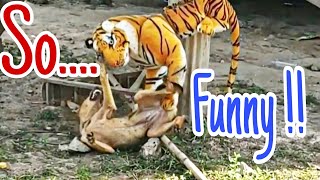 Fake Tiger Prank | Dog's Funny Reactions | @designtechdt