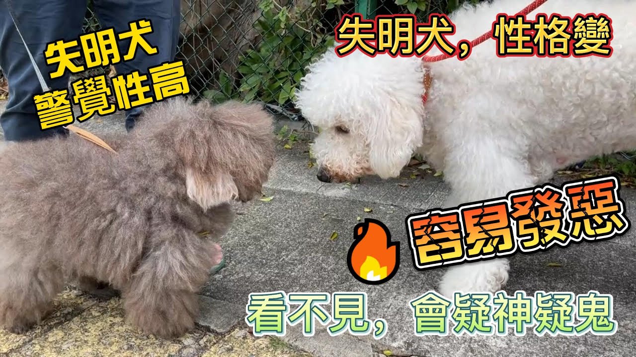 失明犬性格變 疑神疑鬼 警覺性高 街上遇到大貴婦 亦發惡 但主人亦不知原因 Youtube