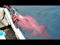 Amazing Giant Squid Cutting and Fishing Skill - Amazing Catch Hundreds Tons of Squid With Trawl Net