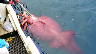 Amazing Giant Squid Cutting and Fishing Skill - Amazing Catch Hundreds Tons of Squid With Trawl Net