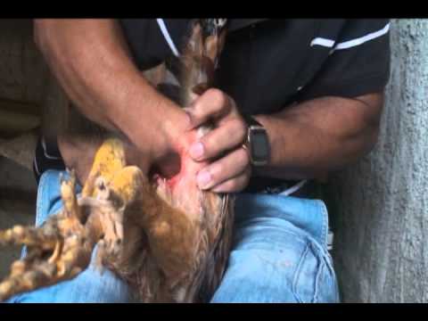 Vídeo: Como caponizar uma galinha?