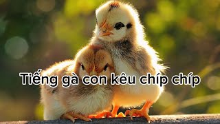 Tiếng gà con kêu chíp chíp | Tiếng gà rừng lạc mẹ | Âm thanh đi bẫy
