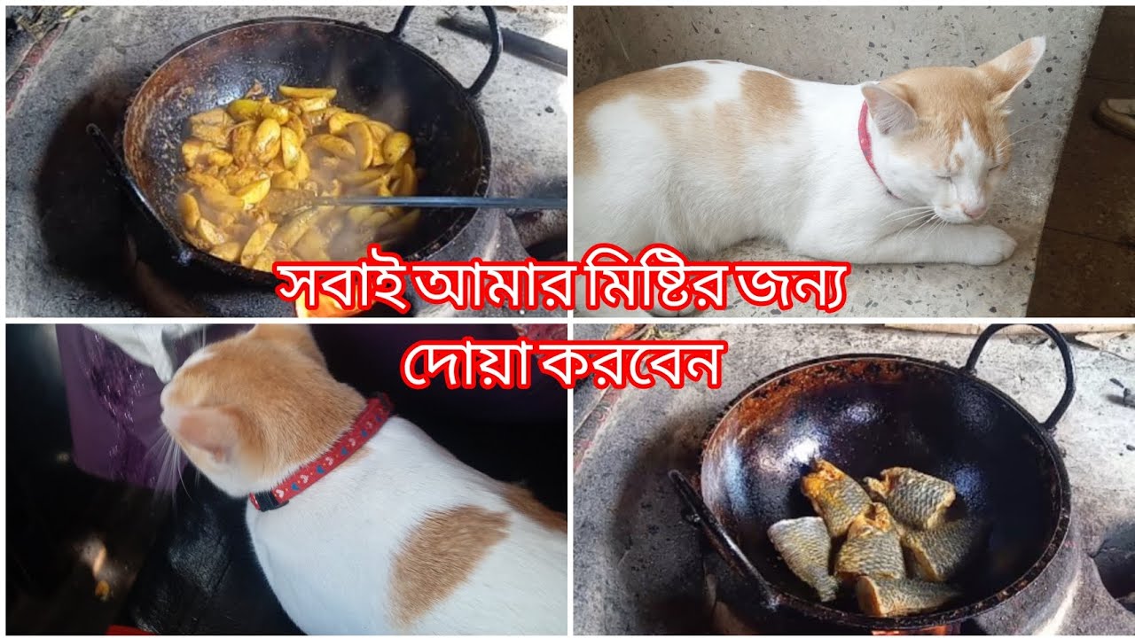 বিড়াল পাললে পালার মত করে পালতে হবে না হলে না #villagelife #banglablog #arifablogvideo