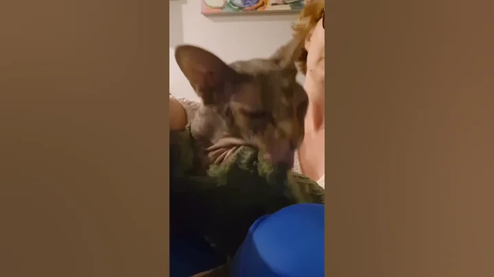 Watch the video about Caught my hairless cat treating his jumper like it's his own skin in the wash #funny #sphynx