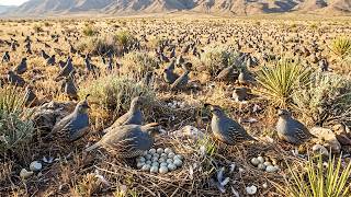 Scaled Quail Colony: 22 Days Incubation to 45 Days Survival in Open Drylands | Nature Sounds