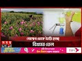 বুলগেরিয়ায় সময়ের আগেই ফুটছে গোলাপ | Rose | Flower Garden | Bulgaria | TV