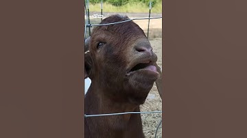 Thumbnail of Goat bleats weird noises 🤣 (🎥: ViralHog)