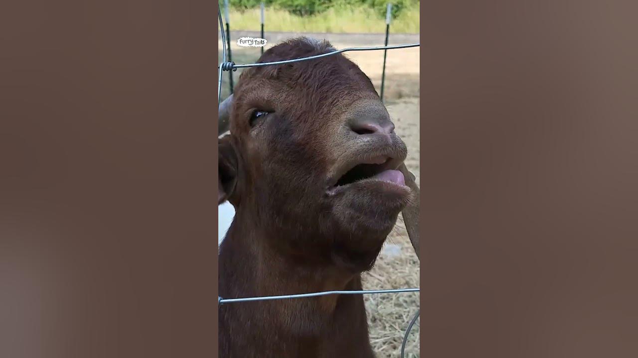 Goat bleats weird noises 🤣 (🎥: ViralHog)