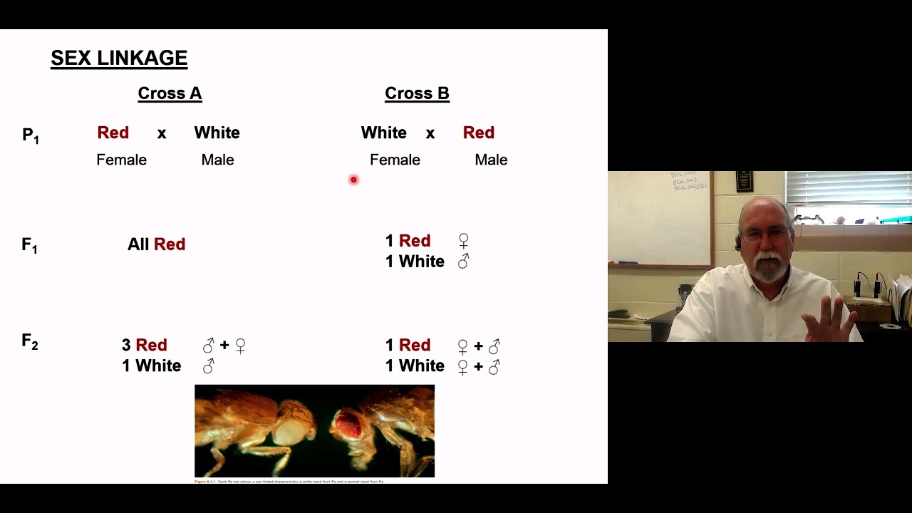 GG   Sex Genetics Part 3