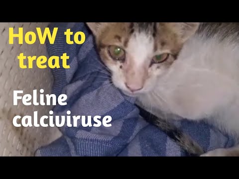Video: Kattenziekte Bij Katten Behandelen - Behandeling Met Panleukopenie