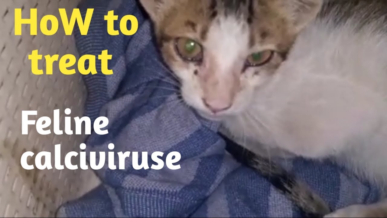 KITTEN WAS FIGHTING PANLEUKOPENIA, A DEADLY VIRUSWATCH HOW TO TREAT