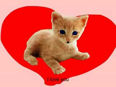 I Love You Kitten - YouTube