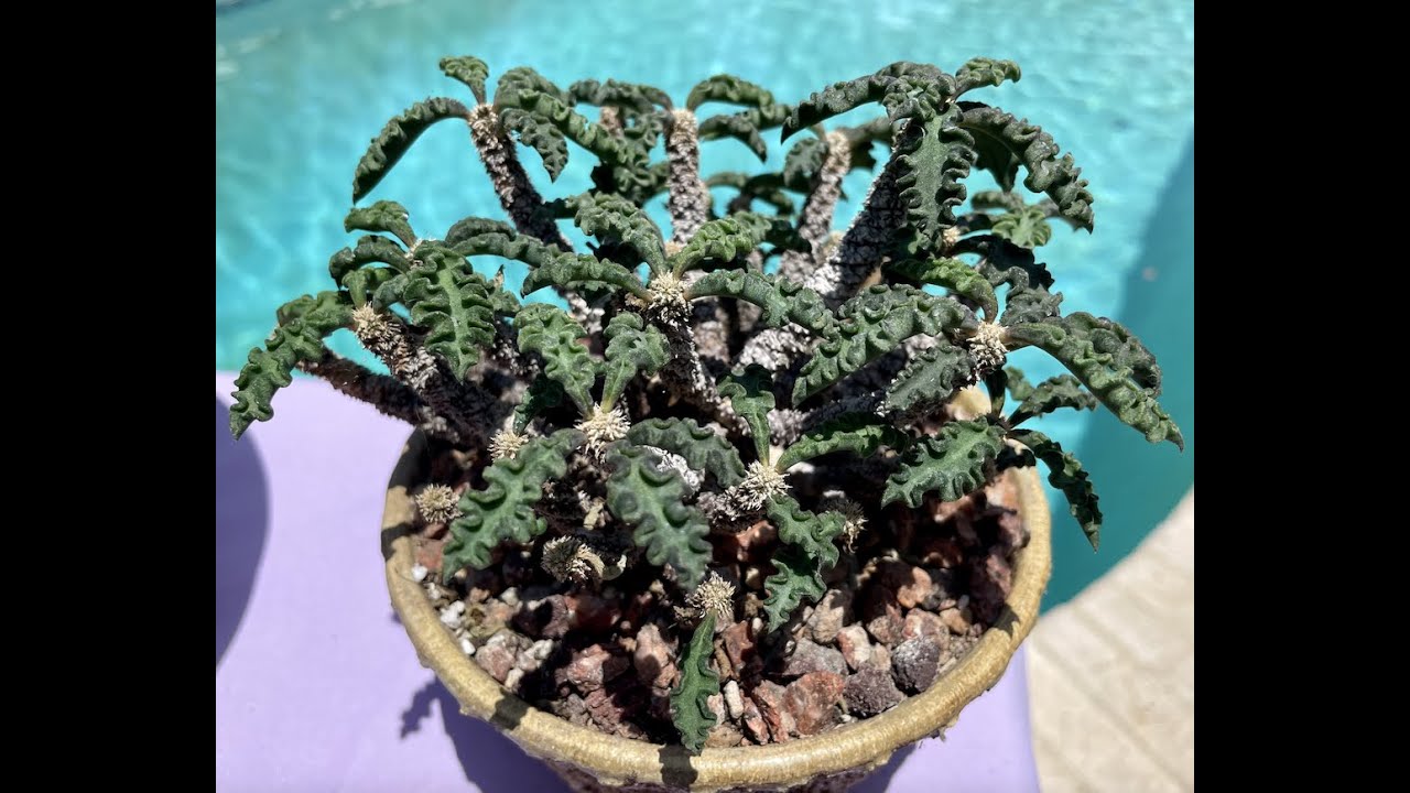 Euphorbia decaryi! Редкий вид с Мадагаскара! — Эпизод 50