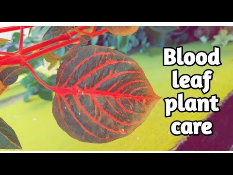 Blood leaf plant care | best indoor and outdoor plant |