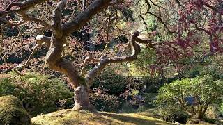 The “Famous” Japanese Maple in Portland, Oregon