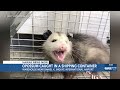Live opossum captured near Honolulu Airport