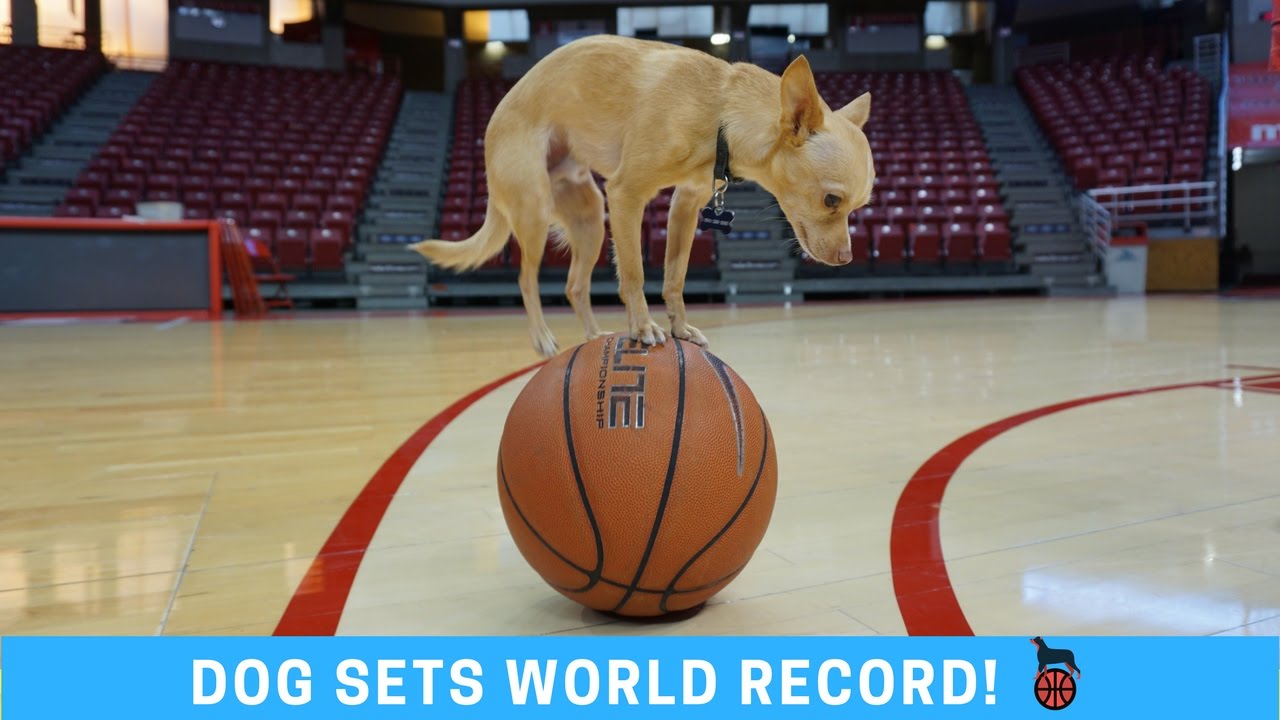 World Record Dog On A Basketball Handstand Trick Shots Youtube