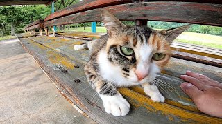 公園の野良猫ちゃん昼間は屋根の下の涼しいベンチの上で休んでいます。