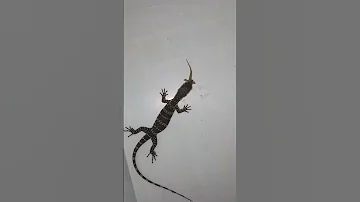 BIAWAK MEMAKAN CICAK Biawak Reptiles Lizard Youtubeshorts Shorts Animal Short SIKLIKPH155 
