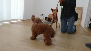 いぬのわくせい 福岡 犬のしつけ教室
