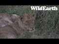 WildEarth - Sunrise  Safari - 29 May 2022
