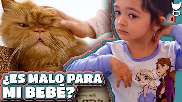 ¿Cómo es el pelo de un gato bebé?