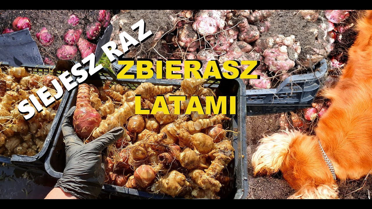 Это растение НАМНОГО лучше картофеля (И его никто не выращивает!) Как вырастить топинамбур