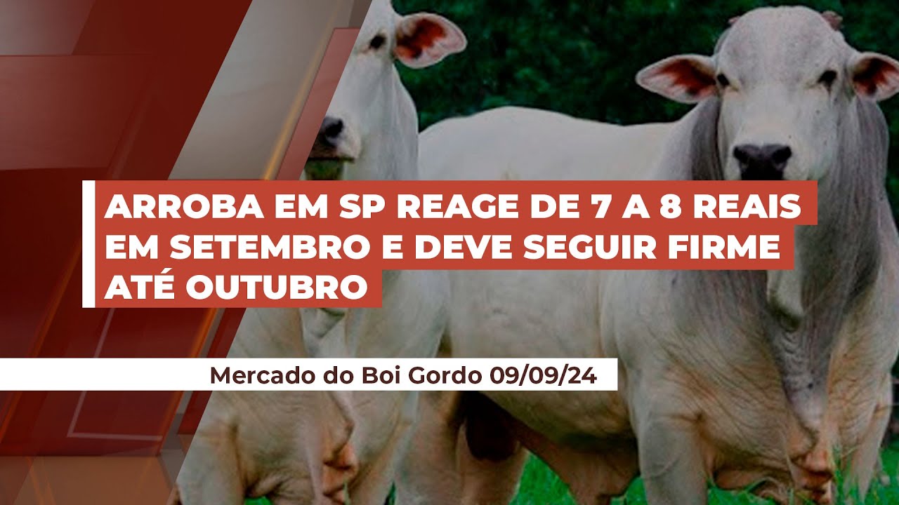 Arroba em SP reage de 7 a 8 reais em setembro e deve seguir firme até outubro quando o foco se vo...