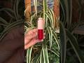 Super lightweight, Natural glow,  Smooth blend  #liptint #watertint #artikamart #artvatika
