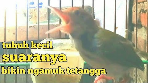 Prenjak lumut jantan gacor suara variasi