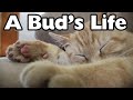 A Bud's Life