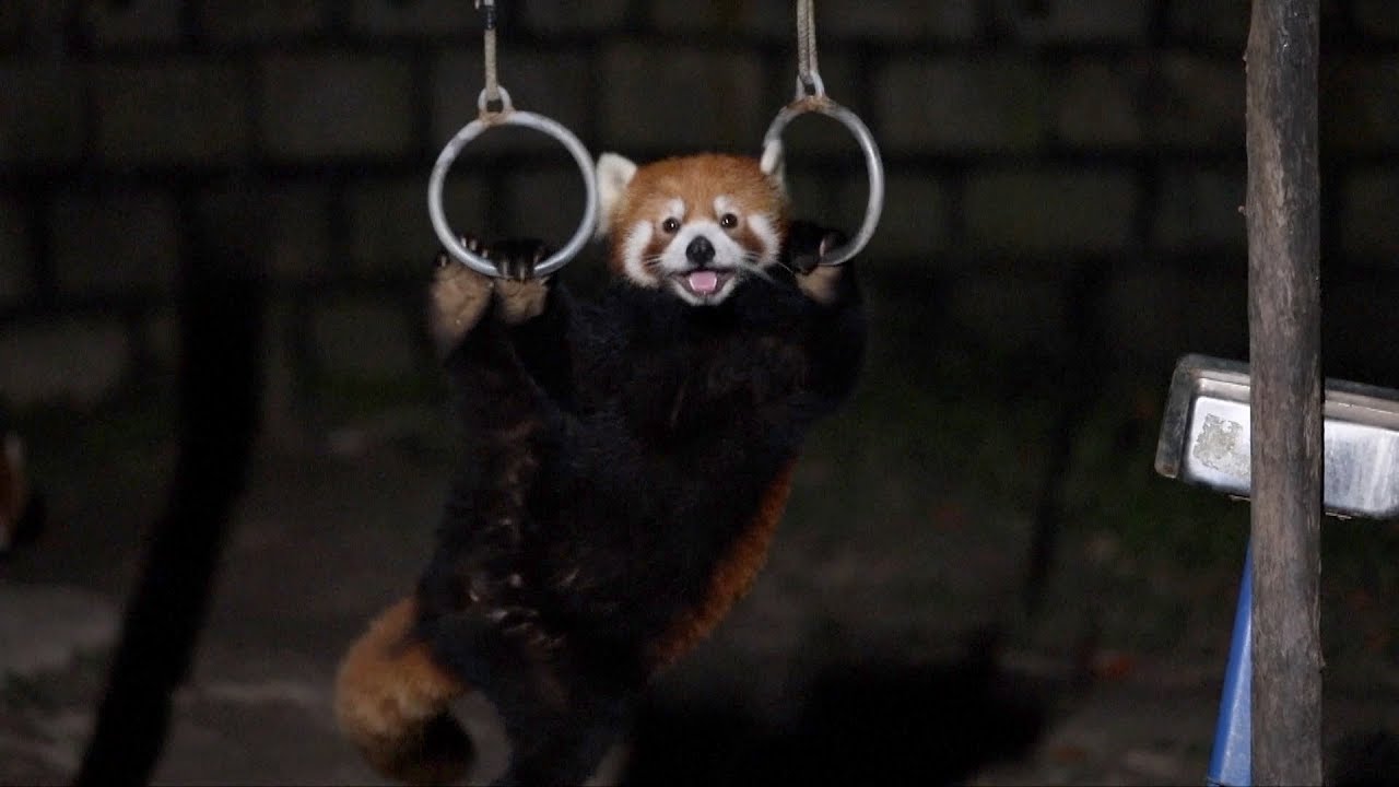 Shanghai zoo offers nighttime tours