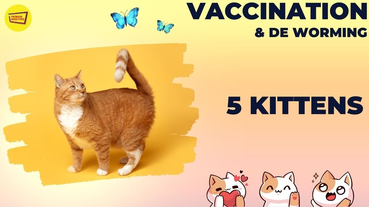 Persian Cat Vaccination Price In Pakistan Persian Cat Vaccination Price In Pakistan