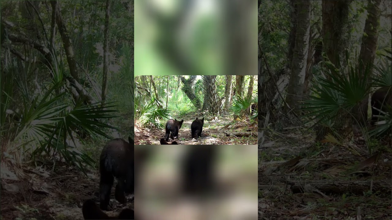 Bobcat Walks Into Bear Cubs at Night | Wild Trail Cam Moment
