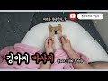 강아지마사지 의 이유 (feat.주저리주저리)