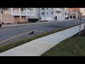Baby seal tries to shuffle across the road from the bay to the beach