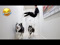 Trying Funny TikTok Trends On My Huskies!