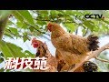 《科技苑》“飞”鸡住进“吊脚楼” 20190129 | CCTV农业