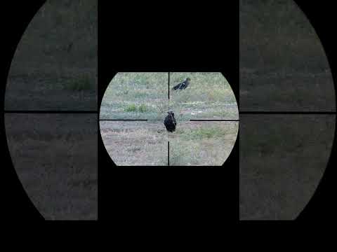 Video: MP-512 gazli prujinali: o'q tezligi, fotosurat