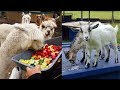 Feeding Veggies To The Animals and Visiting The Kid Goats On Their New Farm