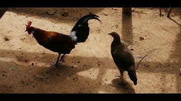 Gà Rừng nọc rừng rặc xung quá sút cả mồi lẫn chủ