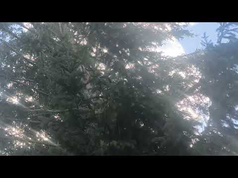 OCFD Shortwave Long-Wire Antenna with Spiderbeam Mast in the Tree Canopy - eflose #1511