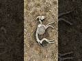 Sheep Decomposition in RockyTerrain - Al Simulation #biologyshorts