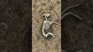 Sheep Decomposition in RockyTerrain - Al Simulation #biologyshorts