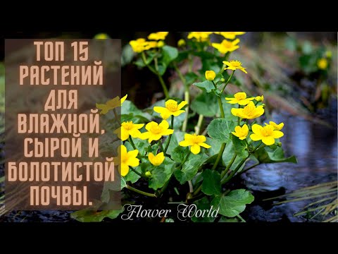 Топ 15 растений для влажной, сырой и болотистой почвы.🍀