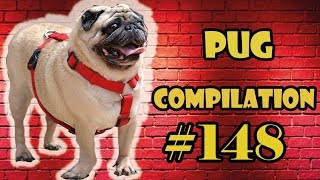 Pug Compilation 148 - Funny Dogs but only Pug Videos | Instapug by pugscompilation1 6,784 views 5 years ago 25 minutes