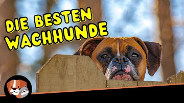 Welche Hunderasse ist ein guter Wachhund?