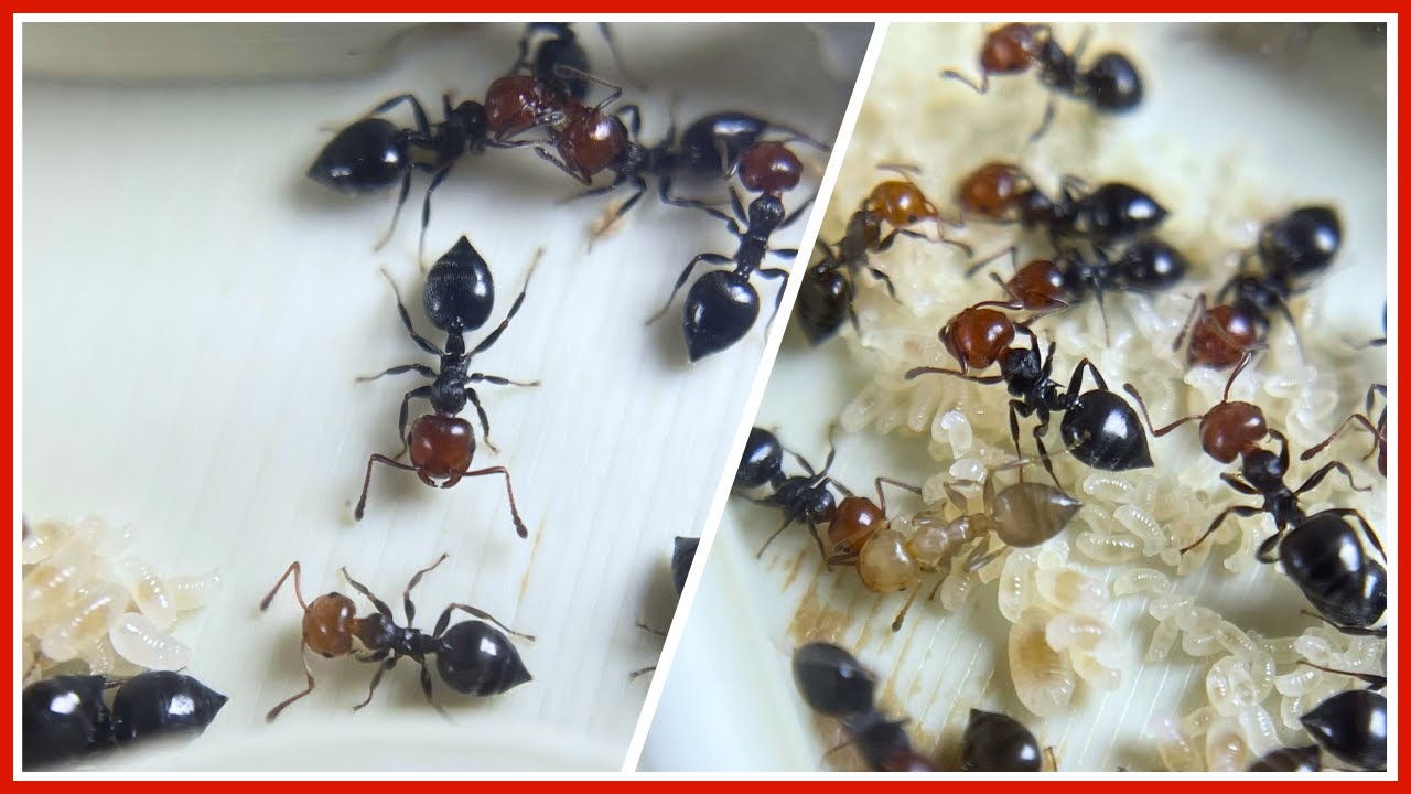 Suivi d'élevage en 4 min de mes fourmis Crematogaster scutellaris