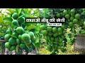 सद बह र ब रहम स क गज न ब Kagaji Nimbu Ki Kheti Lemon Farming Nibu Ki Kheti Kaise Kare सद बह र ब रहम स क गज न ब Kagaji Nimbu Ki Kheti Lemon Farming Nibu Ki Kheti Kaise Kare